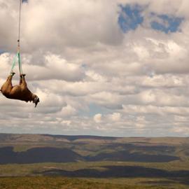 空中的犀牛