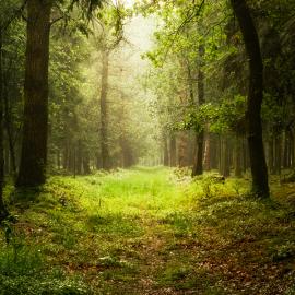 自然美景 幽幽森林深处