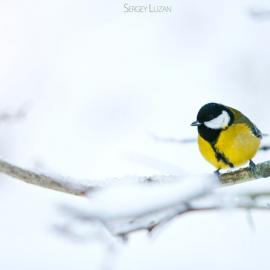 唯美世界 纯真摄影
