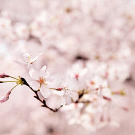 SAKURA 樱花美