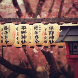 日本庭院 樱花之美