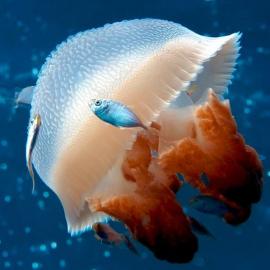 海底世界 深海新物种