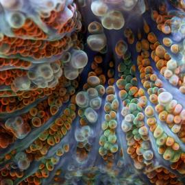 深海里的微生物