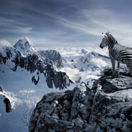 创意动物平面设计