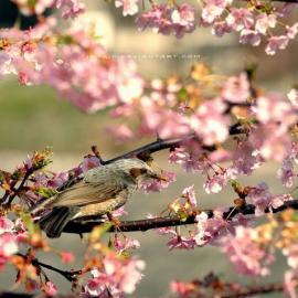 日本的庭园艺术