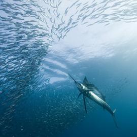 最好的水下摄影  2010