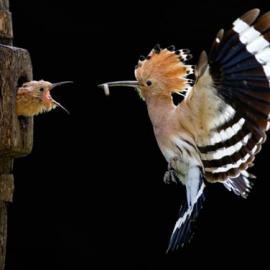 2012年索尼世界摄影奖