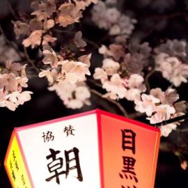 日本东京樱花河畔