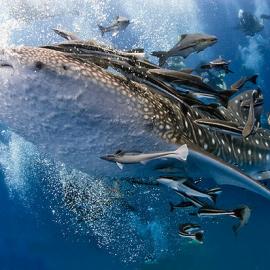 海底摄影 与鲸共舞