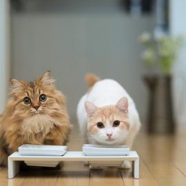 两只卖萌的小猫