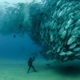 Bigeye fish 求爱的鱼群
