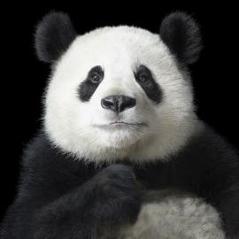Tim Flach 动物摄影