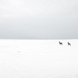 Akos Major 白雪世界
