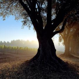 Stephen Wilkes 创意摄影