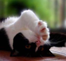 快乐的像猫一样