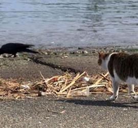 看看大爷抢的大鱼