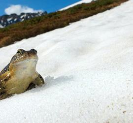 阿尔卑斯山的雪蛙