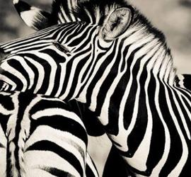 迷人的动物世界