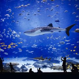 世界最大的水族馆