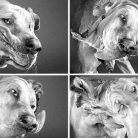 左右摇摆 可爱的狗狗