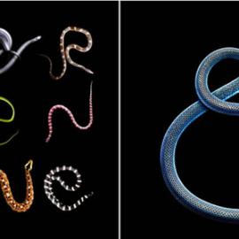 致命毒蛇系列(23P)