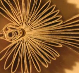 折纸艺术 美丽的小鸟