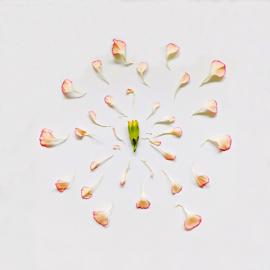 肢解的花 创意摄影