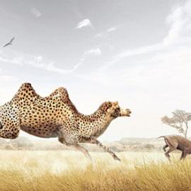 创意设计欣赏 | #006