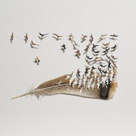 艺术品 鸟的羽毛