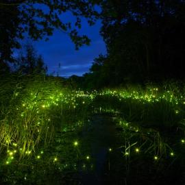 LED 装饰的梦幻童话