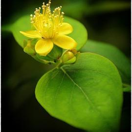 Cromoart和Flickr集团新的作品#7