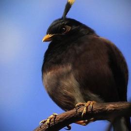 Mohamed Raoof 艺术作品