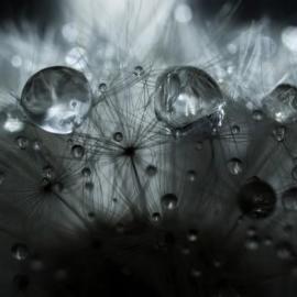 美极了Jenni77微距摄影