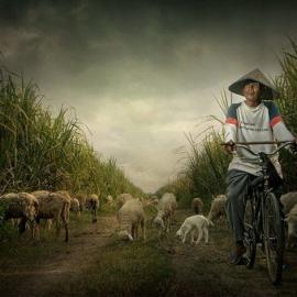 Teuku Jody Zulkarnaen 摄影作品欣赏