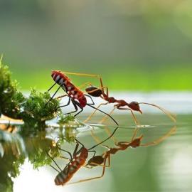 Teguh Santosa 摄影作品