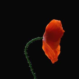 James Thornbrook 摄影作品