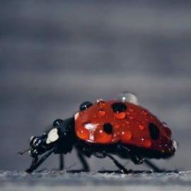 Danny Roozen 摄影作品