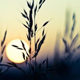 Kenderson Tripaldi 摄影作品