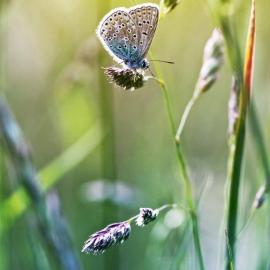 Sebastien Del Grosso 摄影作品