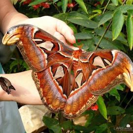 Lars Van De Goor 摄影作品
