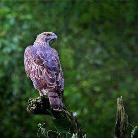 Sasi-smit唯美图片摄影