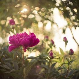 Elena Khazina 摄影作品