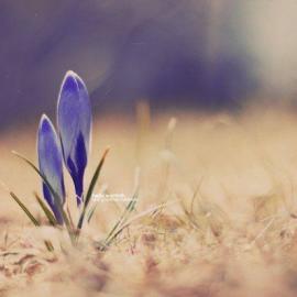 Christopher Wesser is 摄影作品