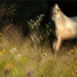 milan malovrh 摄影作品