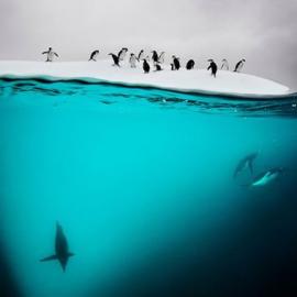 大卫·杜比勒的美妙海底世界