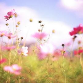 Setsuna 摄影作品