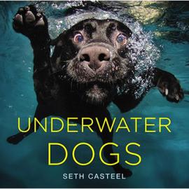 Seth Casteel 摄影作品