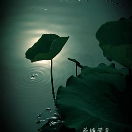 《荷塘叶色》今天花朵不是主角