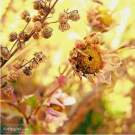 摄影----坝上的一些记忆