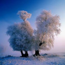 [艺术摄影]经典雾凇